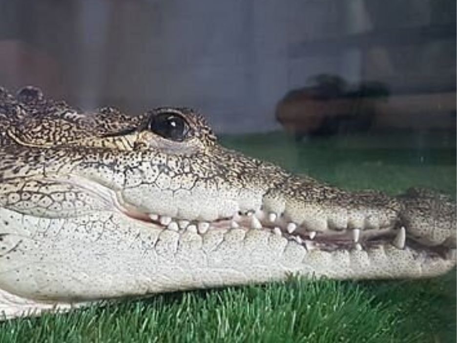 Ark Wildlife Sanctuary