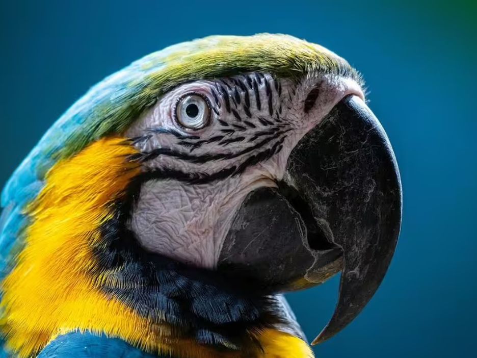 National Parrot Sanctuary
